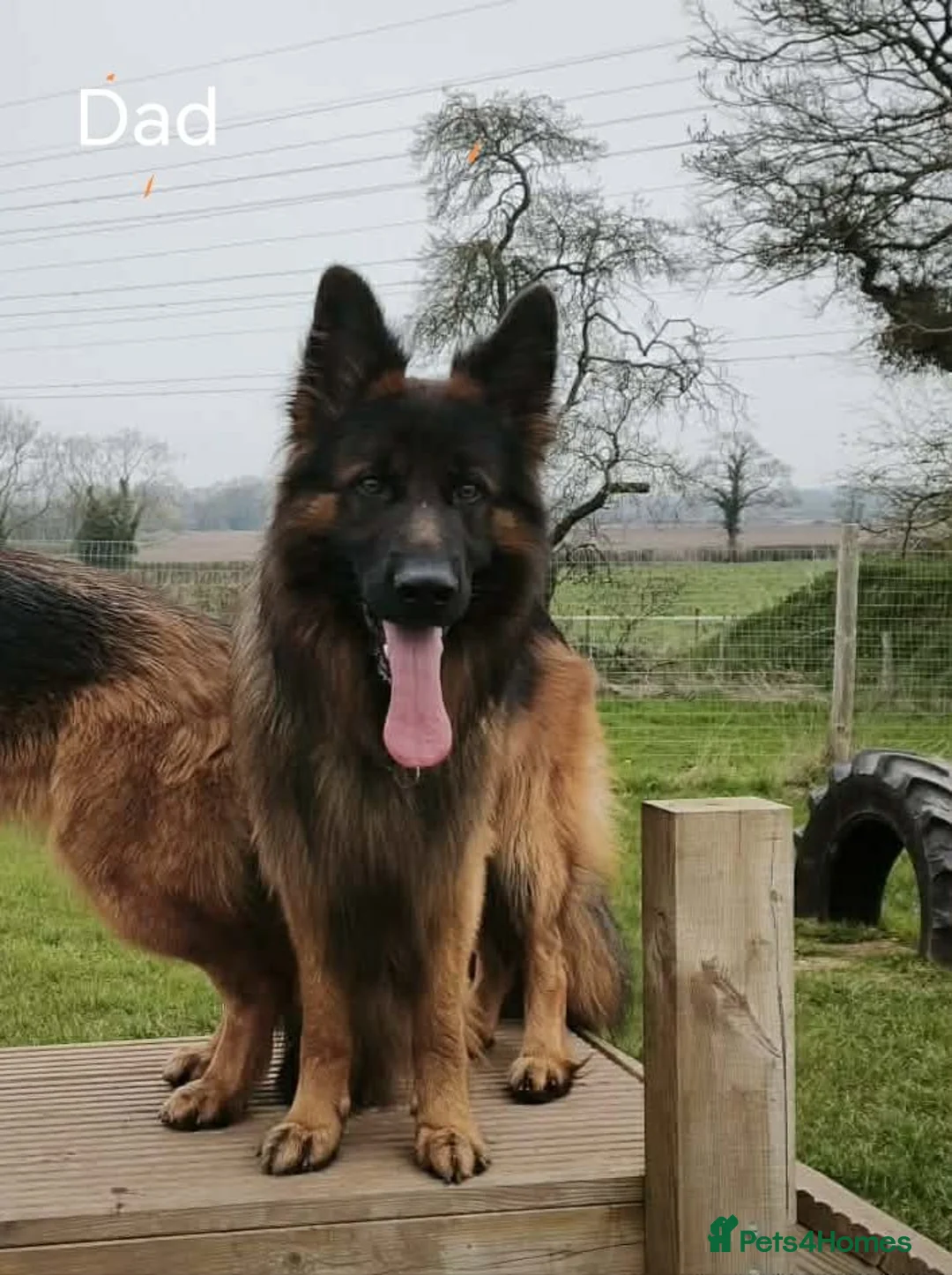 German Shepherd dogs for sale: Long-Coated German Shepherd Puppies  - Advert 2