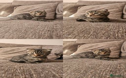 Mixed Breed cats for sale: Silver bengal x Scottish fold kittens - Image 4