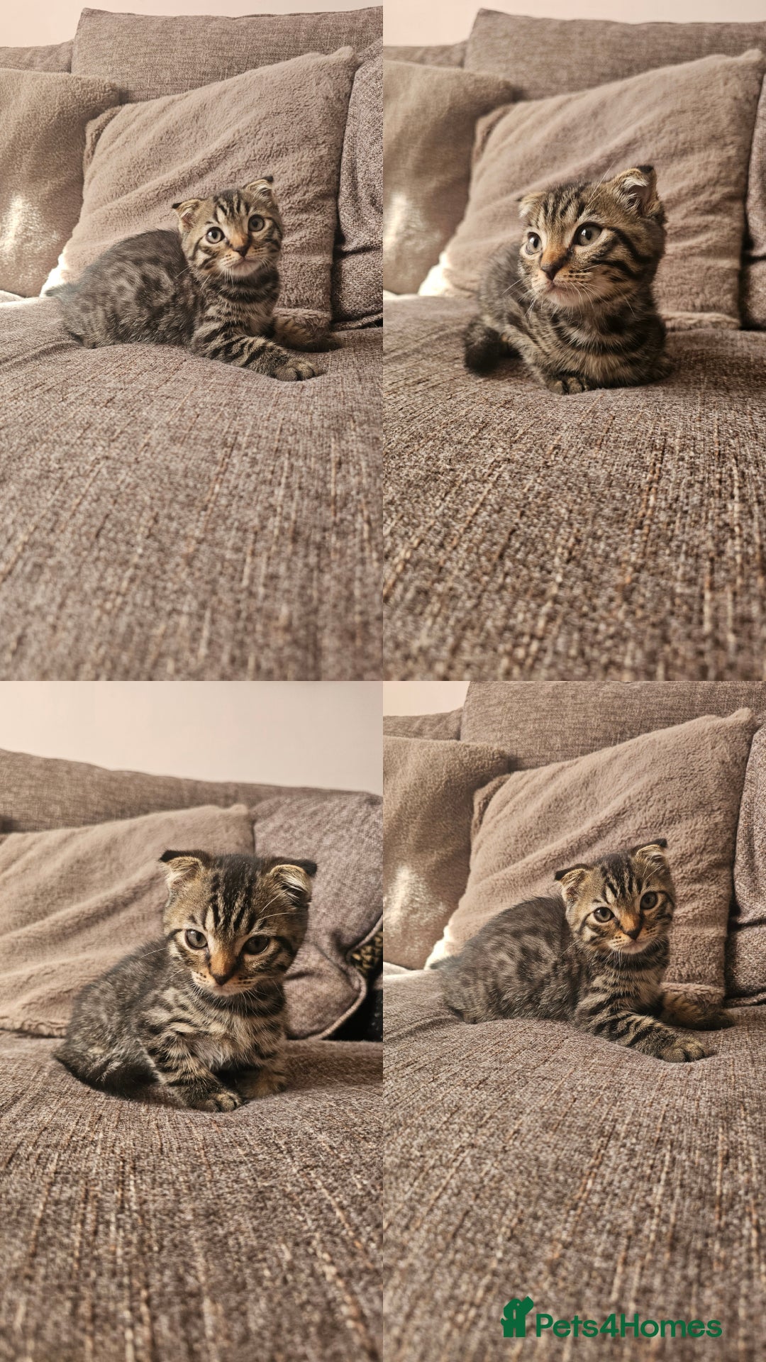Mixed Breed cats for sale: Silver bengal x Scottish fold kittens - Image 4