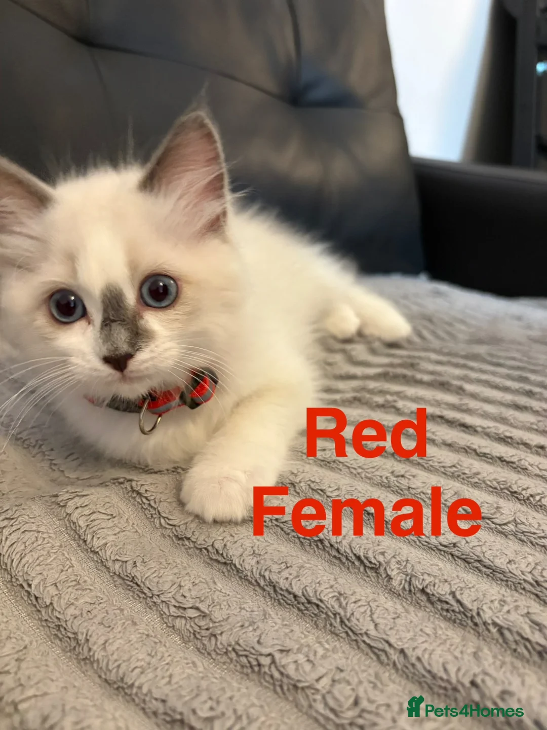 Ragdoll cats for sale: 5 Ragdoll Kittens For Sale - Advert 2