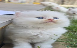 British Longhair cats for sale: 6 Adorable British ShortHair X LongHair kittens .  - Image 2