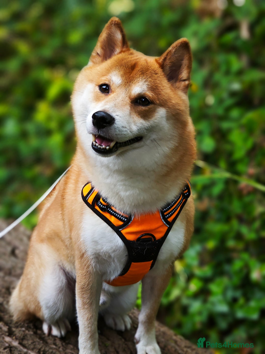 Japanese Shiba Inu dogs for stud: KC Registered Shiba Inu Stud Dog in Newcastle upon Tyne - Image 3