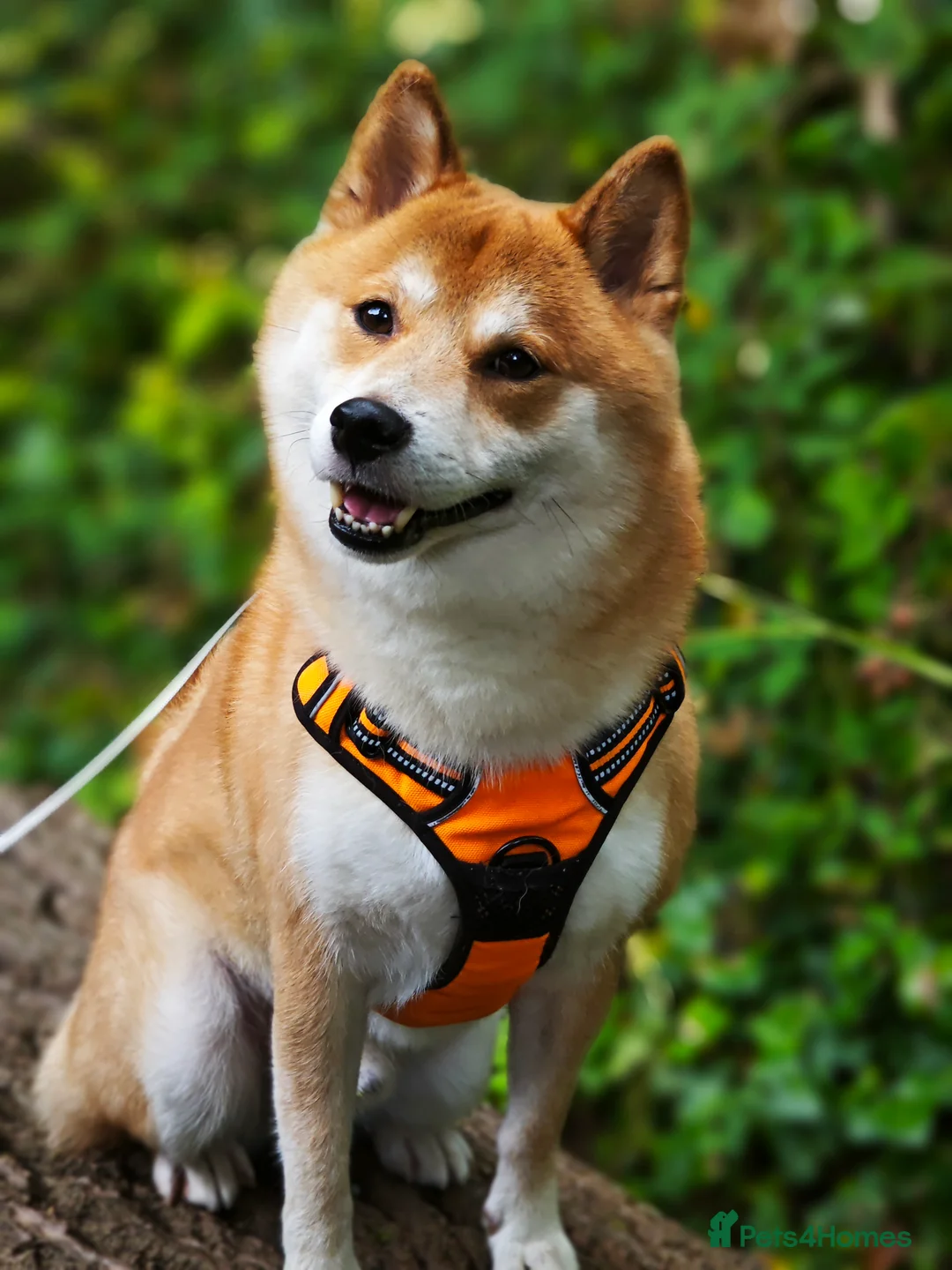 Japanese Shiba Inu dogs for stud: KC Registered Shiba Inu Stud Dog in Newcastle upon Tyne - Advert 3