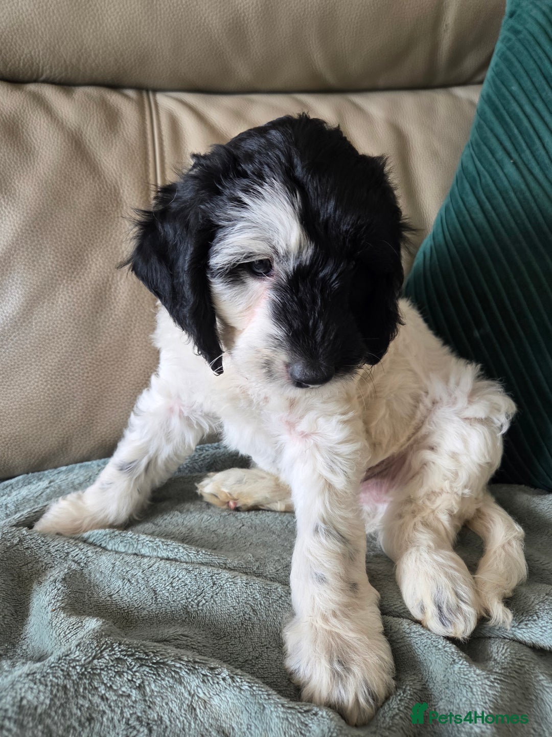 Sproodle dogs for sale: Beautiful litter of F2 Sproodles  - Image 7