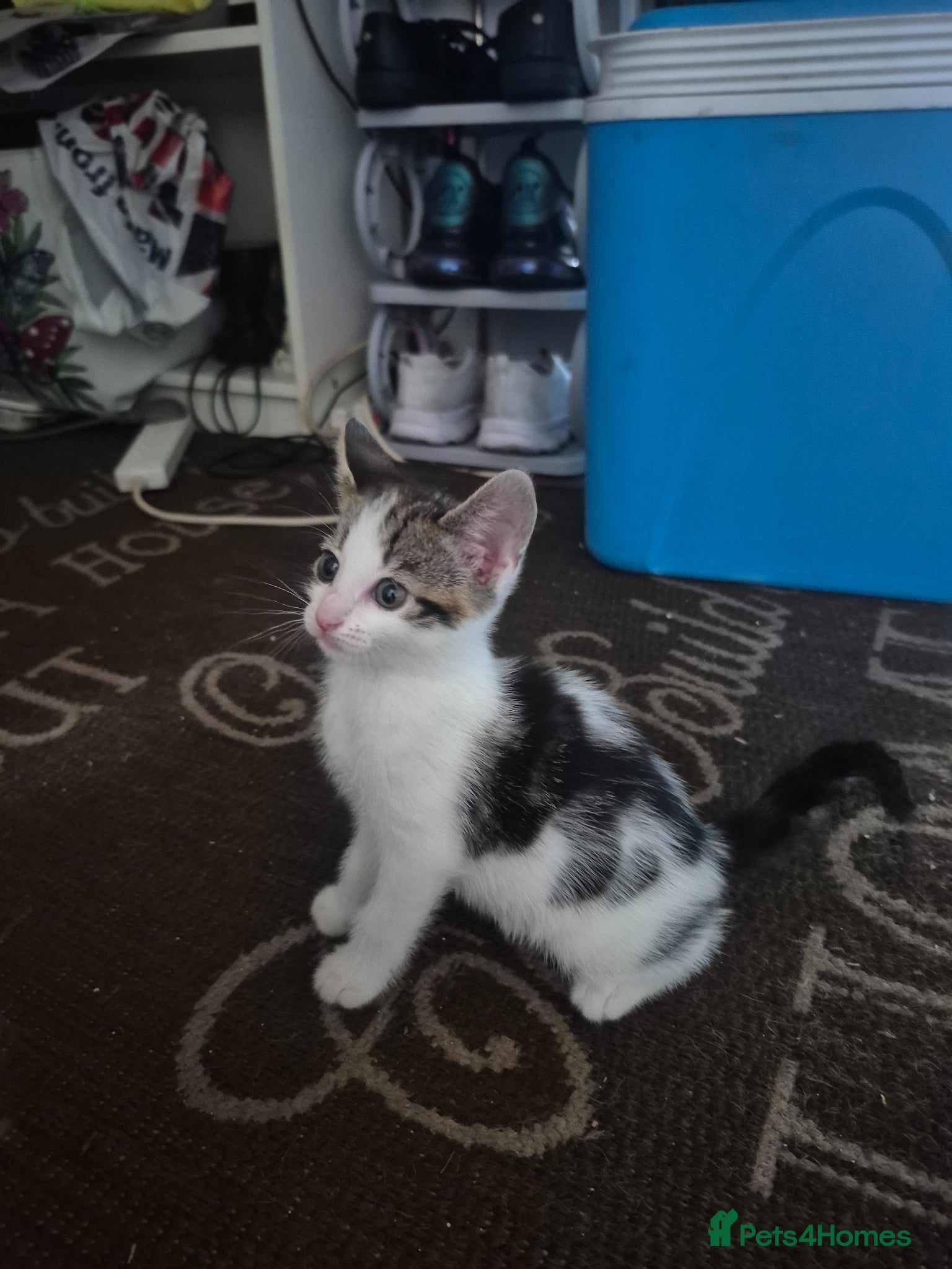 Mixed Breed cats Kittens  - Advert 1
