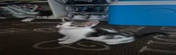 Mixed Breed cats for sale: Kittens  in Chatham - Advert 1