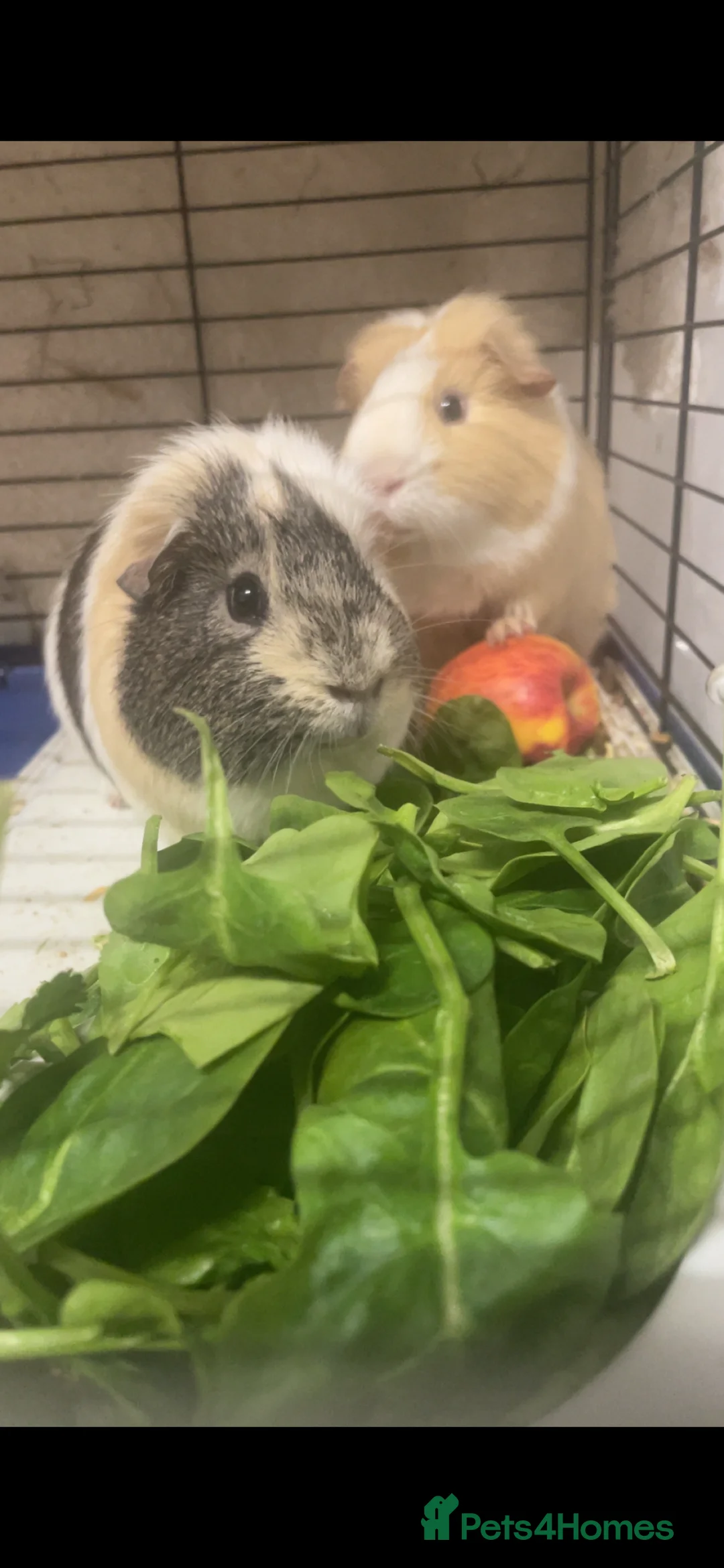 Guinea Pig rodents for sale: Two cute male guinea pigs  - Advert 1