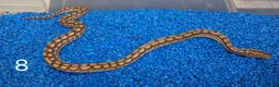 Boa Snake reptiles for sale: Colombian Rainbow Boa morphs  - Advert 3