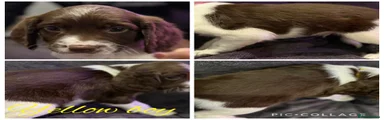 English Springer Spaniel 1