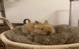Lionhead rabbits for sale: 5 Gorgeous Fluffy Double Maned Lionheads - Image 5