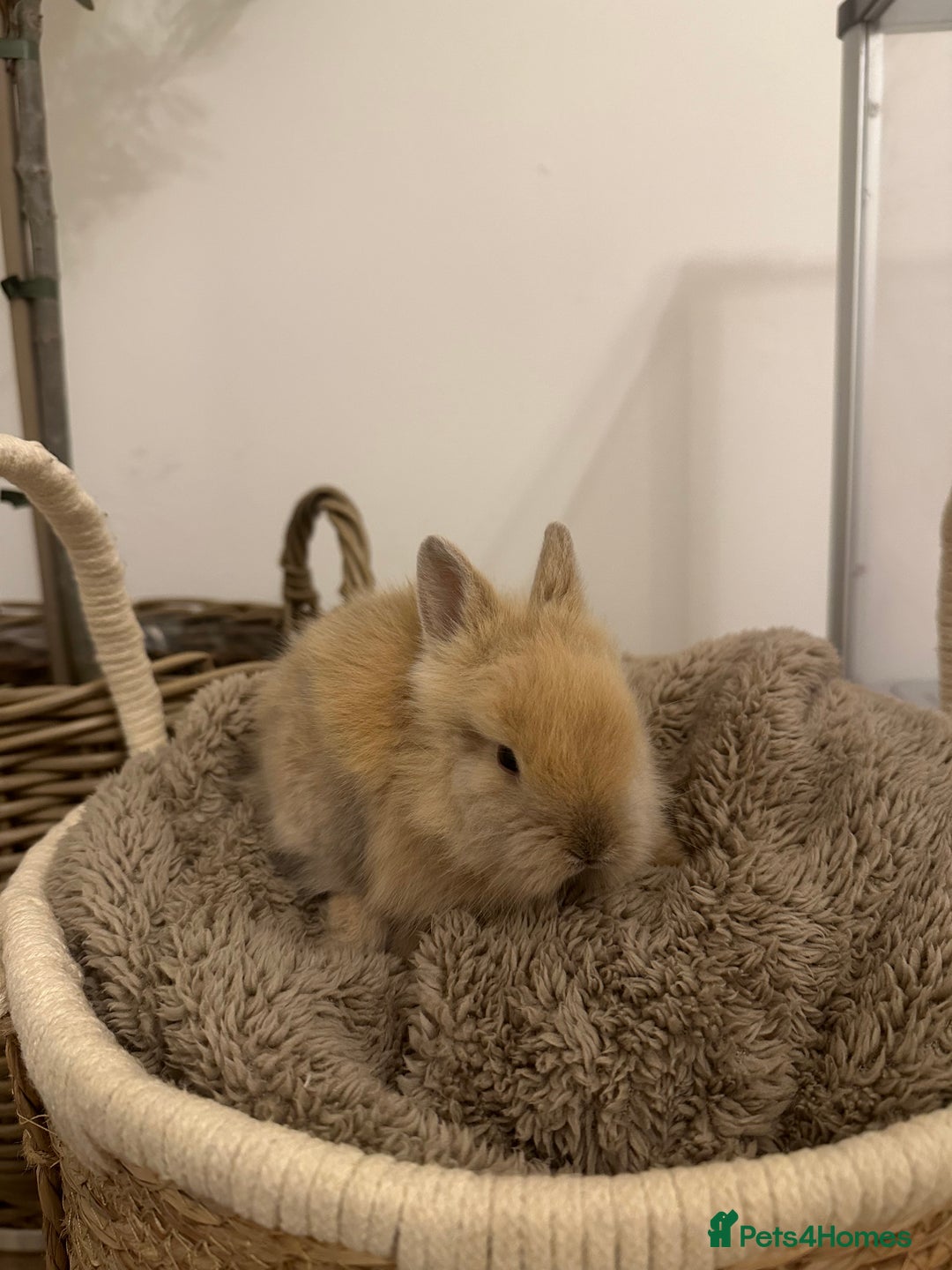 Lionhead rabbits for sale: 5 Gorgeous Fluffy Double Maned Lionheads - Image 5