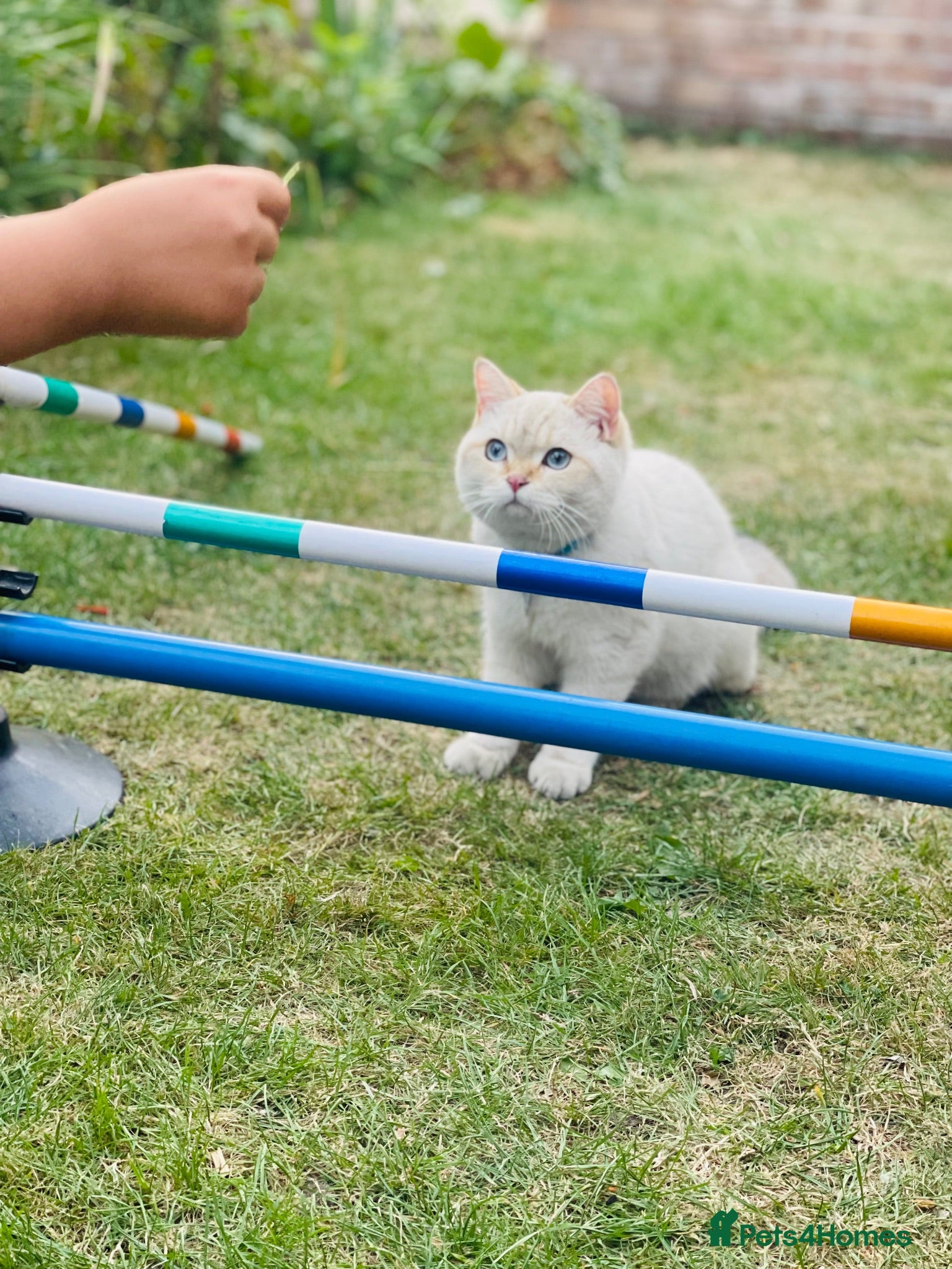 British Shorthair cats British Shorthair - Advert 1