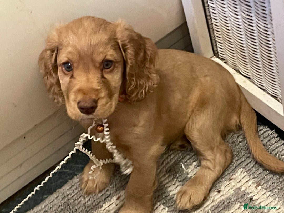 Cocker Spaniel dogs for sale: Gold show cocker pups ready now  - Image 16