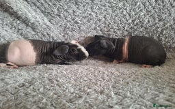 Guinea Pig rodents for sale: Bonded skinny brothers  - Image 3