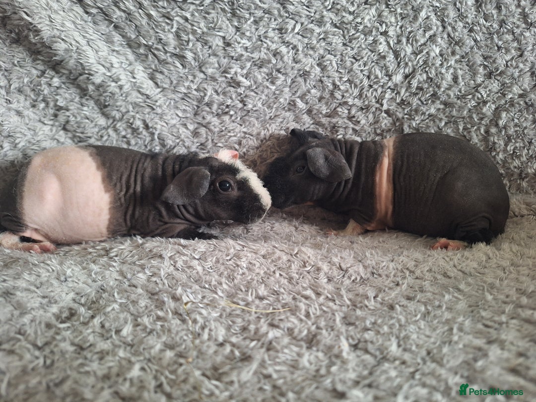 Guinea Pig rodents for sale: Bonded skinny brothers  - Image 3