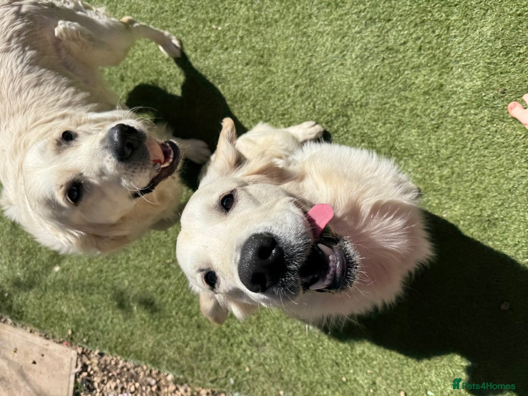 Golden Retriever dogs for sale: 1 year old golden retriever boy - Image 2