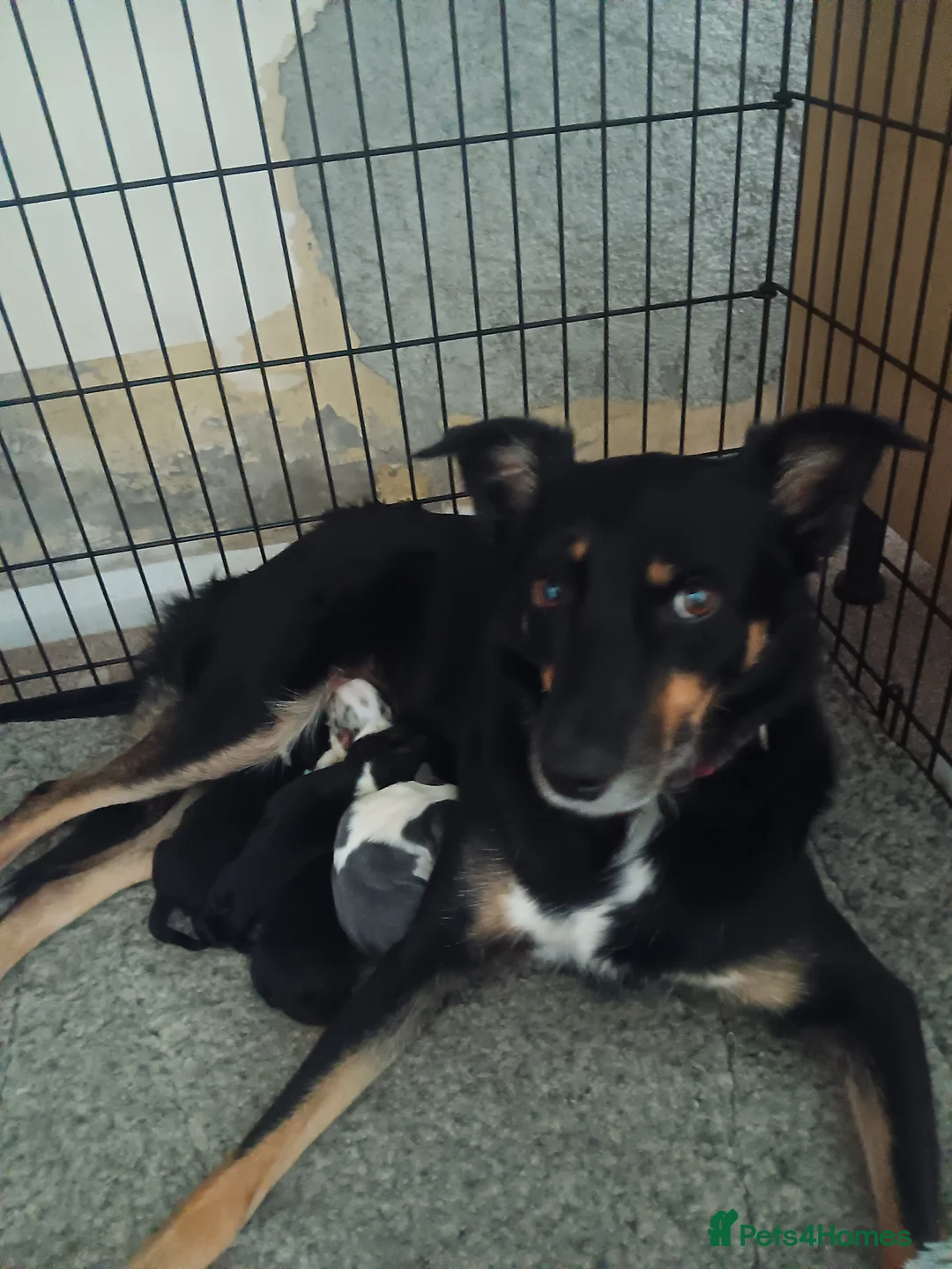 Mixed Breed dogs for sale: Kelpie x puppy  in Tavistock - Advert 2