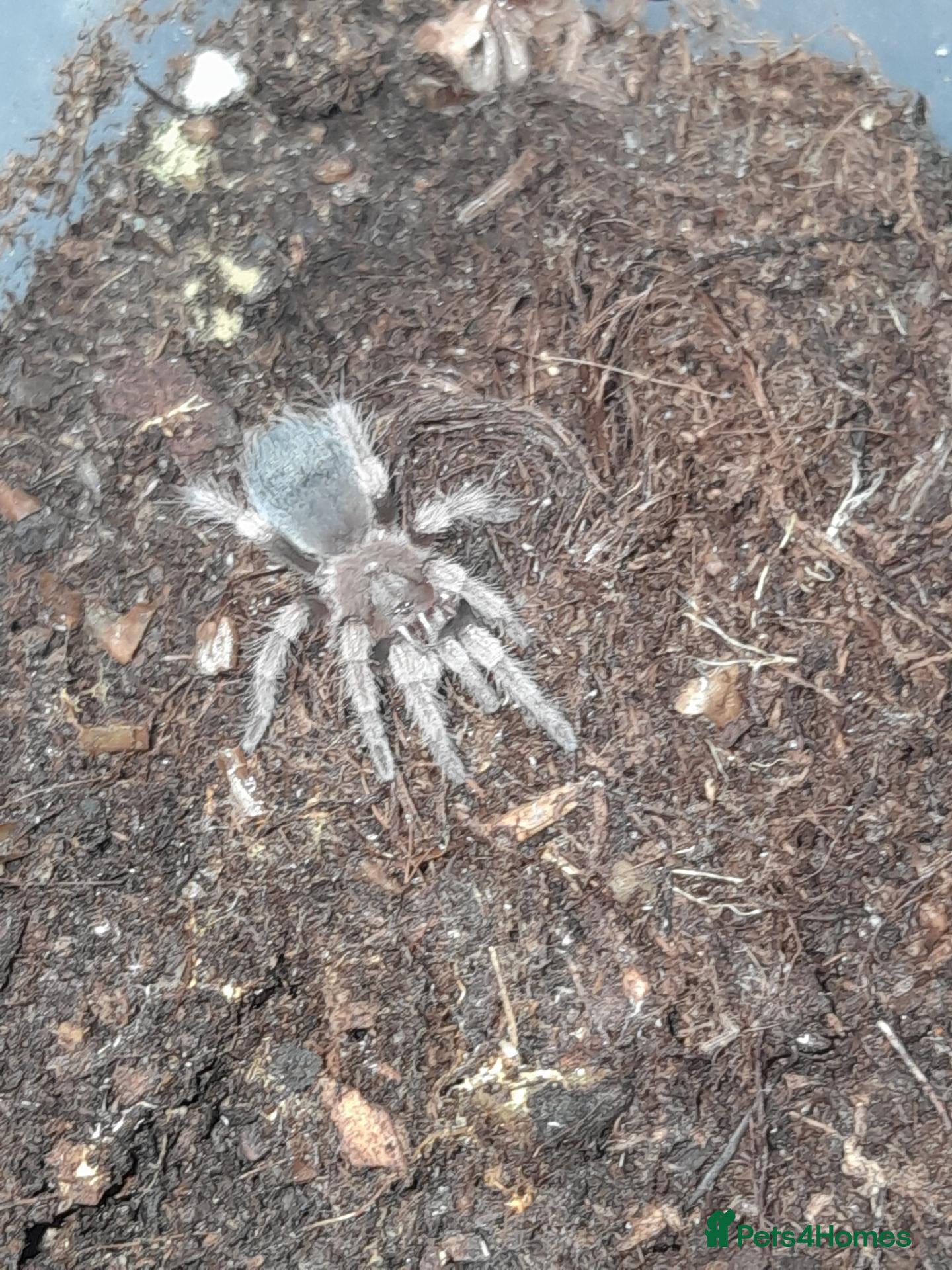 Mixed Breed invertebrates Tarantulas and insects for sale - Advert 6