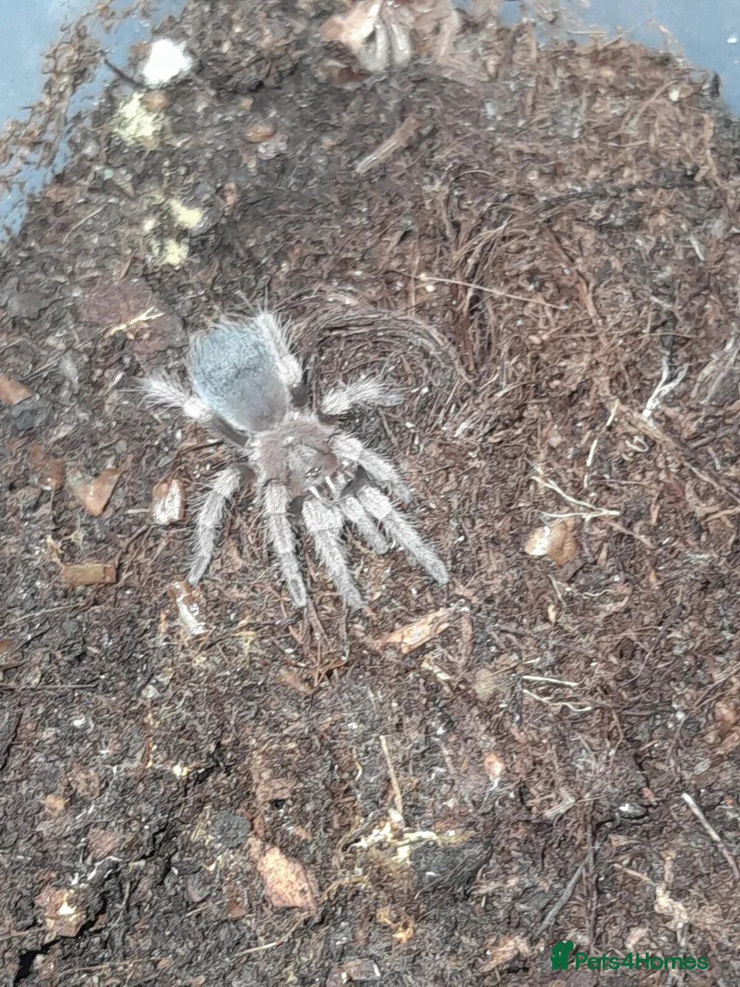 Mixed Breed invertebrates for sale: Tarantulas and insects for sale - Advert 1