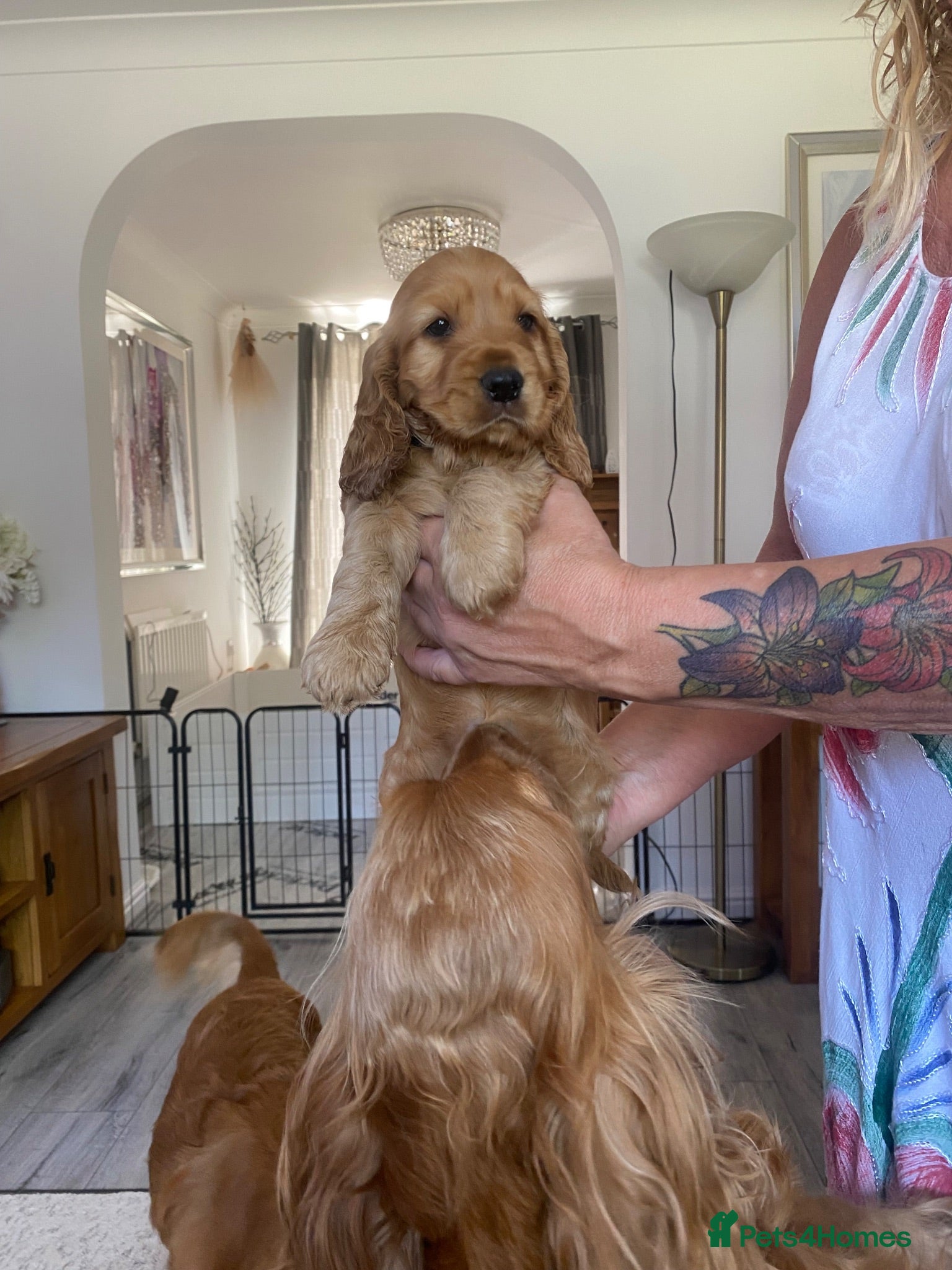 Cocker Spaniel dogs Cocker spaniel Puppies - Advert 2