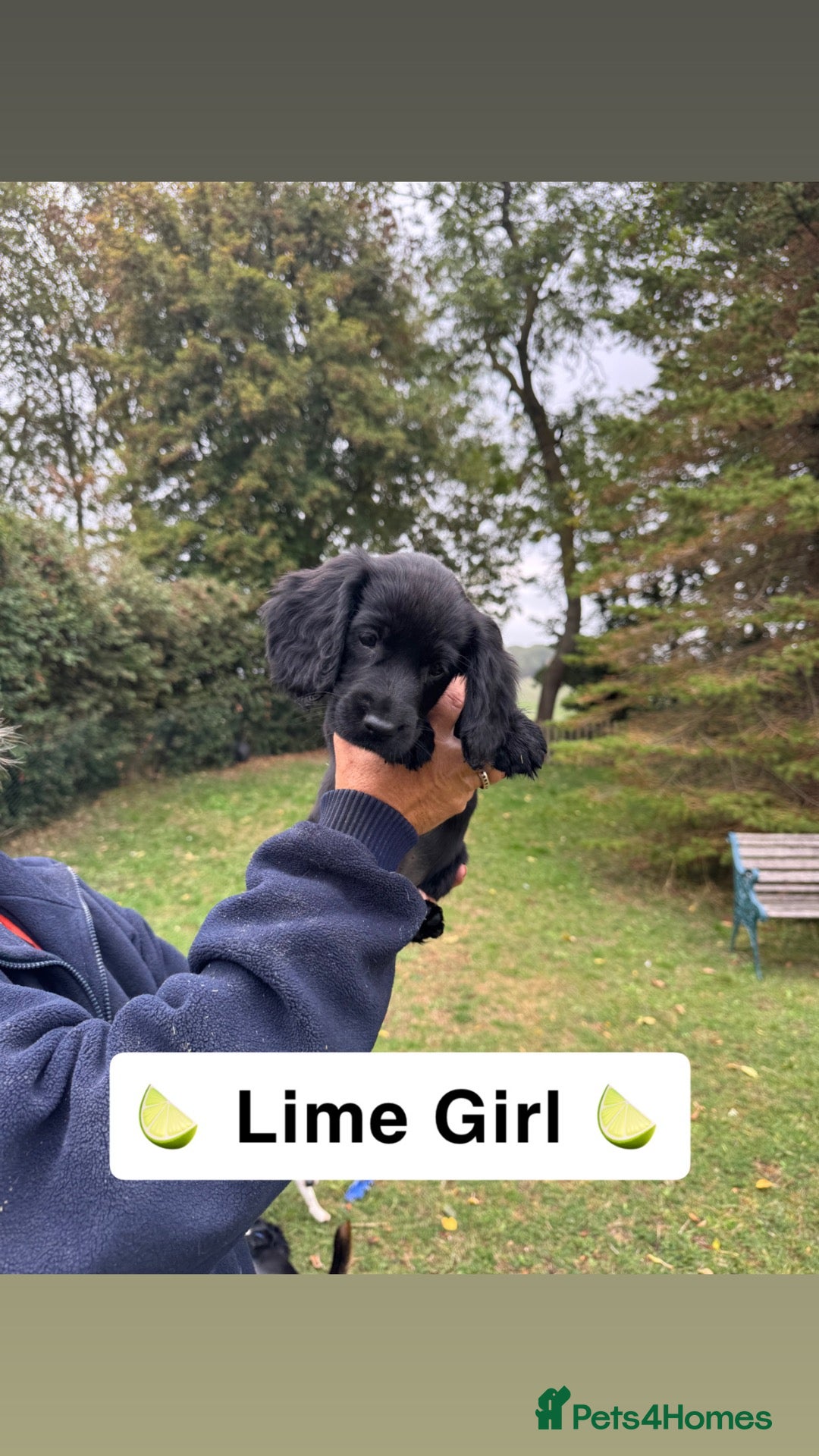 Sprocker dogs Sprocker Puppies  READY NEXT WEEK - Advert 2