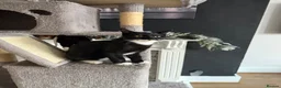 Mixed Breed cats for sale: Kittens Looking For Their Forever Homes! 🐾💕 - Advert 3