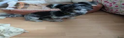 Malshi dogs for sale: Coco k in Birmingham - Advert 4
