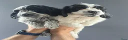 Cockapoo dogs for sale: BLUE ROAN F1 Cockapoo Boys. Extensively DNA Tested - Advert 8