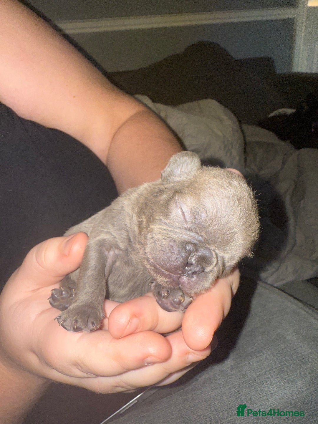 French Bulldog dogs for sale: Female French bulldog puppies - Advert 7