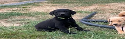 Labrador Retriever dogs for sale: Excellent KC Registered Labrador puppies in Welshpool - Advert 6