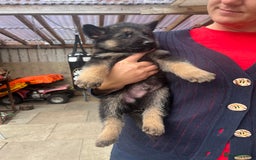 German Shepherd dogs for sale: Ready to leave 🐾 GSD Puppies - Image 23