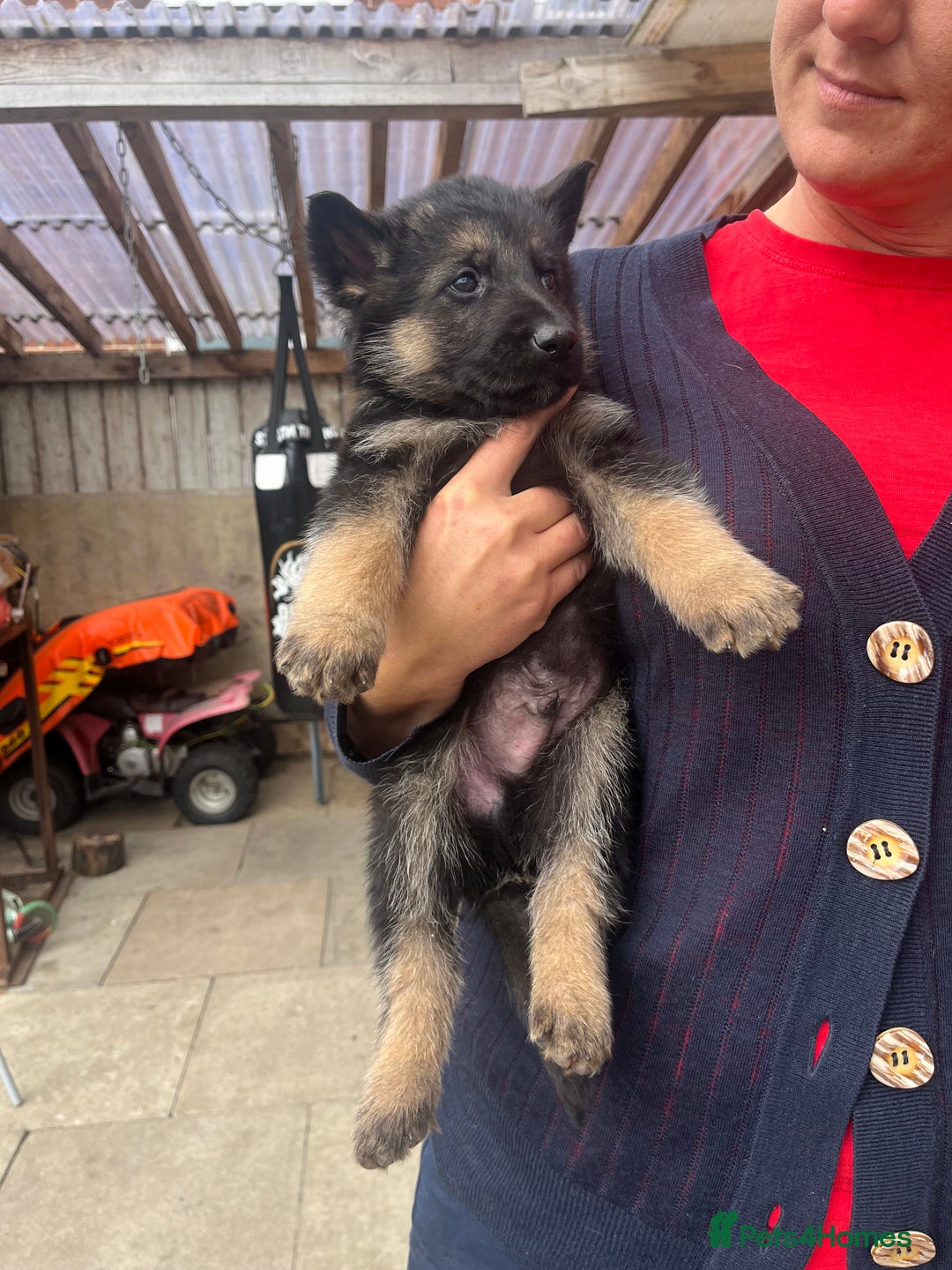 German Shepherd dogs for sale: Ready to leave 🐾 GSD Puppies - Image 23