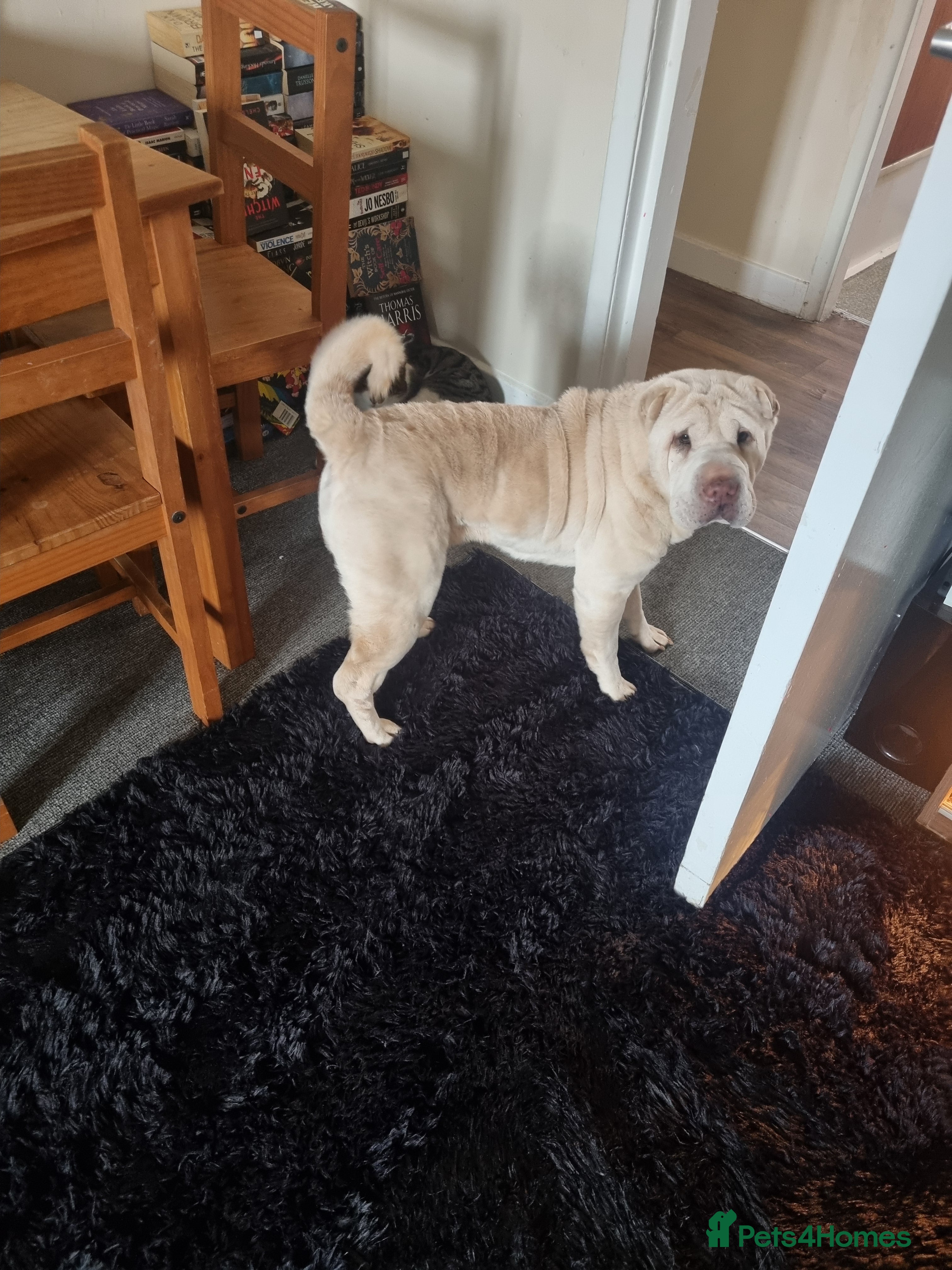 Shar Pei dogs 6 yr old female blonde shar pei - Advert 2