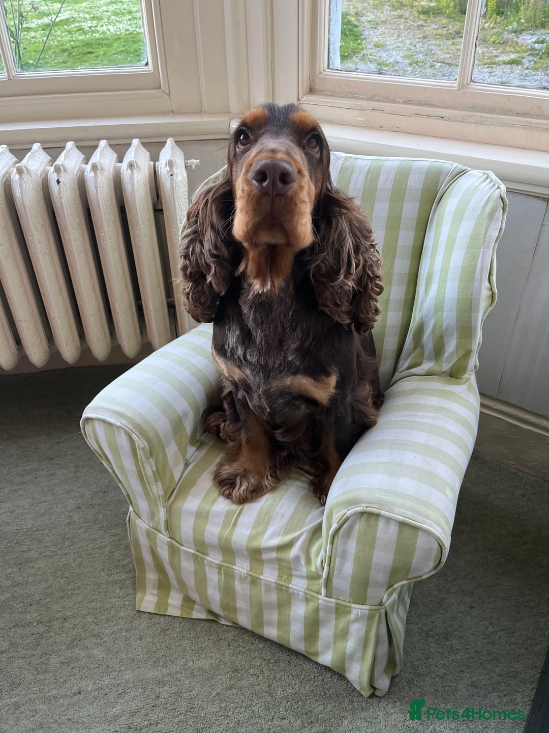 Cocker Spaniel dogs for stud: KC Superb example Classic SHOW Cocker Stud in Ruthin - Image 16