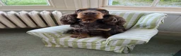 Cocker Spaniel dogs for stud: KC Superb example Classic SHOW Cocker Stud in Ruthin - Advert 16