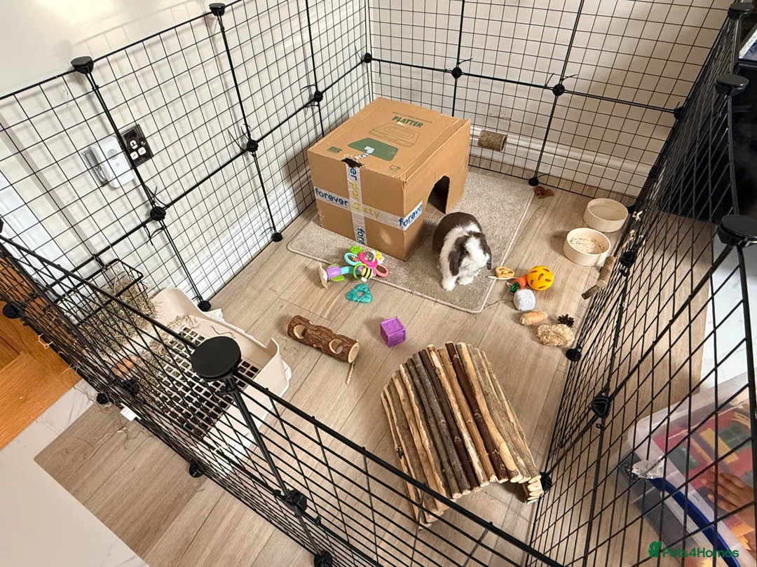 Mini Lop rabbits for sale: Beautiful Mini Lop. 5 months baby,very calm nature in Sutton Coldfield - Advert 4