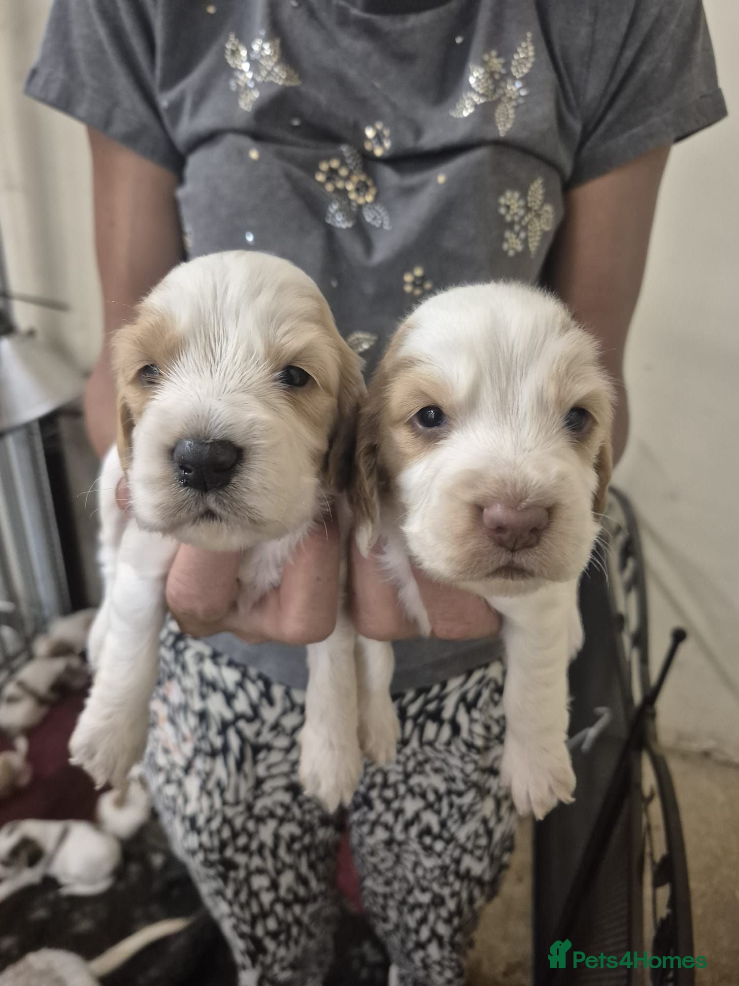 Cocker Spaniel dogs Cocker Spaniel Puppies  - Advert 2