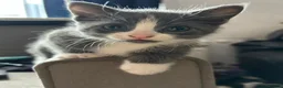 Mixed Breed cats for sale: 3 kittens for sale  - Advert 6