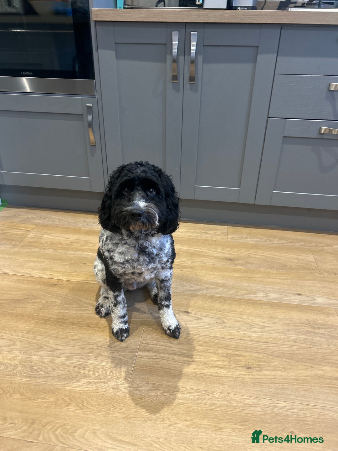 Cockapoo dogs for sale: Bear cockapoo - Advert 1