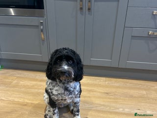 Cockapoo dogs Bear cockapoo - Advert 1