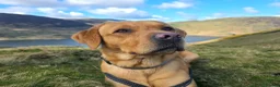 Labrador Retriever dogs for stud: Proven Stud in Workington - Advert 8