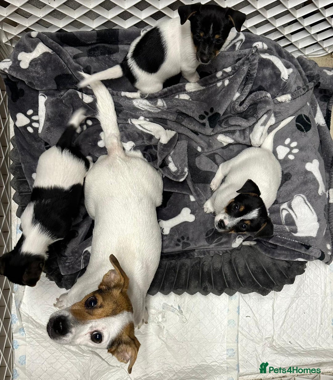 Jack Russell dogs for sale: Jack Russell puppies - Advert 5