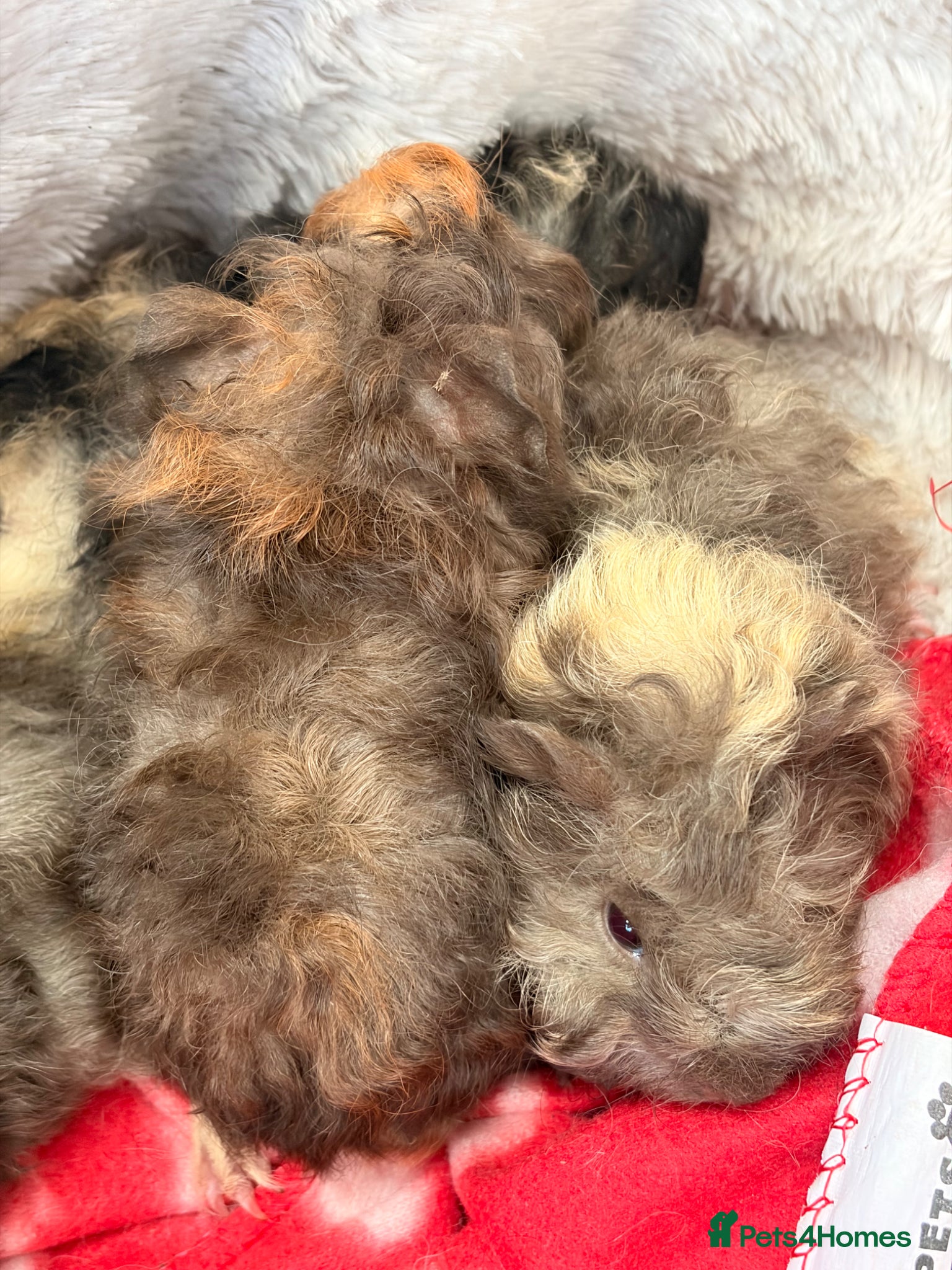 Guinea Pig rodents for sale: BEAUTIFUL BABY BOY GUINEA PIGS - Advert 24