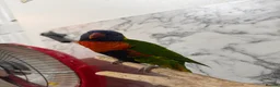 Mixed Breed birds for sale: Rainbow lorikeet  - Advert 3