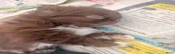 Chihuahua dogs for sale: Stunning Thai lines chocolate male  - Advert 2