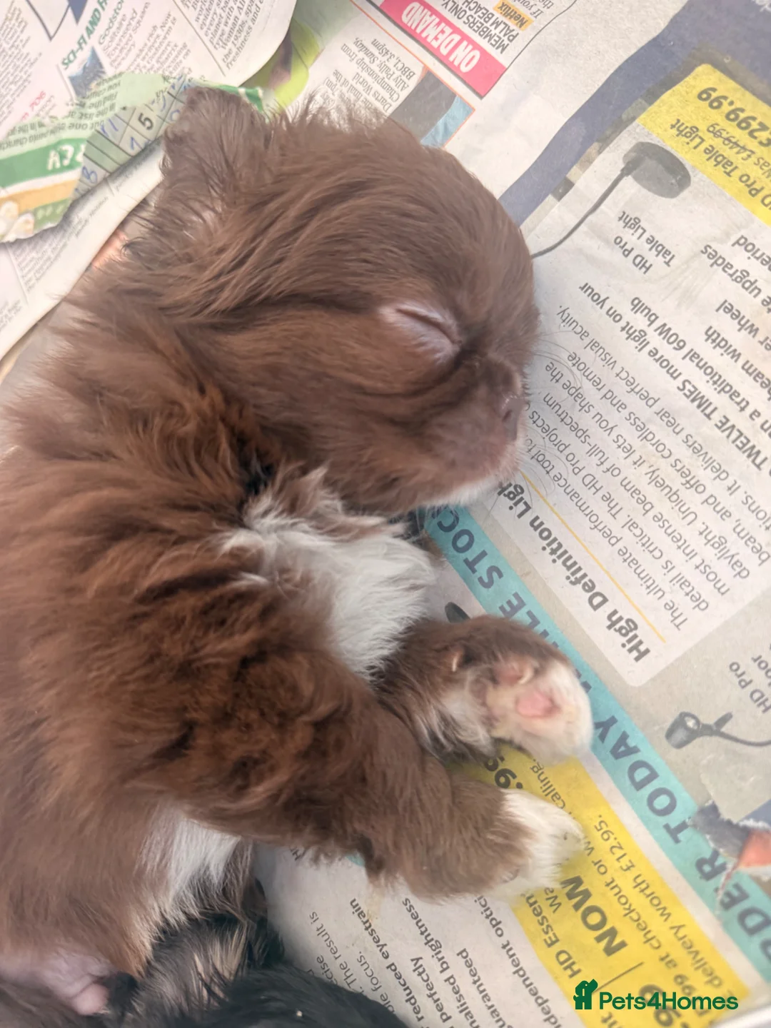 Chihuahua dogs for sale: Stunning Thai lines chocolate male  - Advert 2