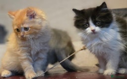 Persian cats for sale: Persian  - Image 33