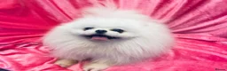 Pomeranian dogs for stud: Ice White Boy for Stud Only , Kc 🌟🌟🌟🌟🌟 - Advert 4