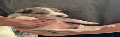 Staff cross Alaskan malamute 