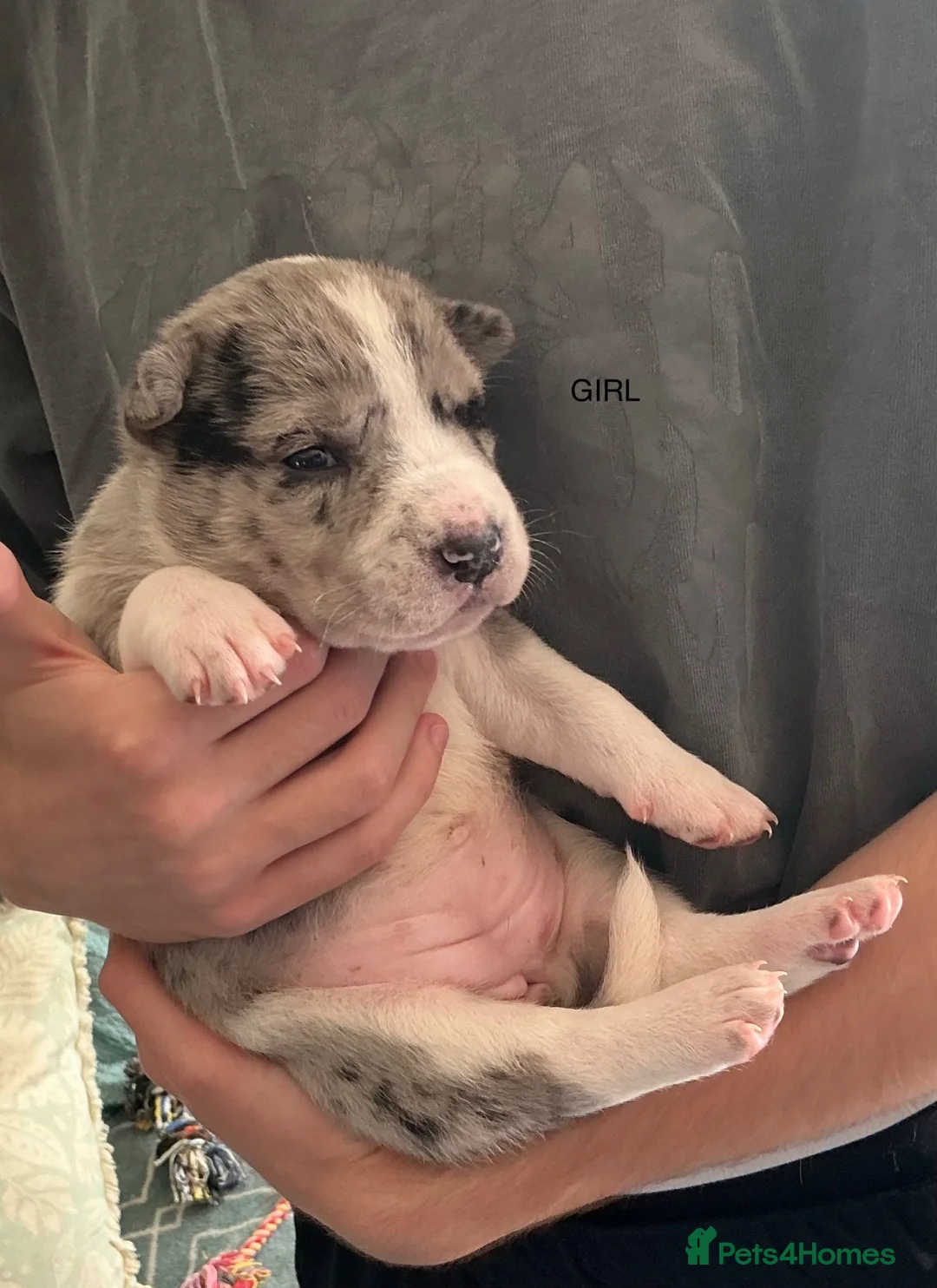 Mixed Breed dogs for sale: 10 puppies for sale  - Advert 11